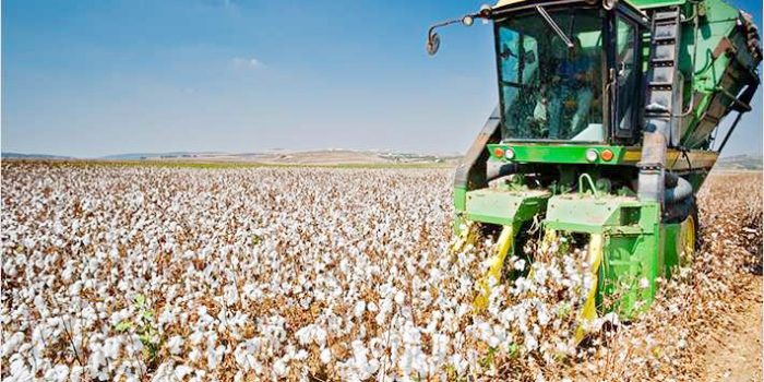 C&A commits to source more sustainable cotton by 2020