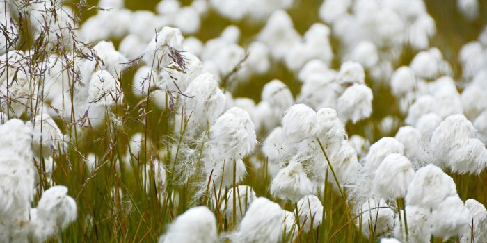 Pakistan’s cotton output likely to fall 25% in 2018-19