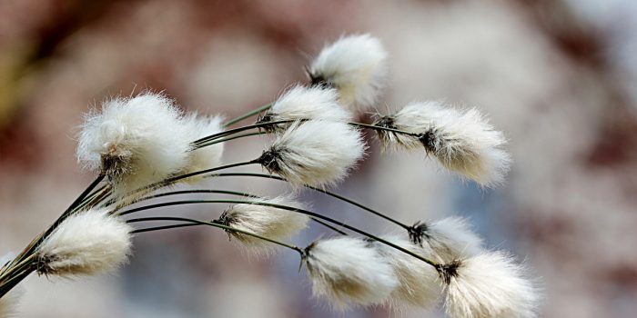 Brazil gives nod for cultivation of WideStrike 3 cotton