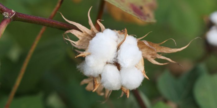 Nigeria, China sign $2 bn MoU on cotton industry