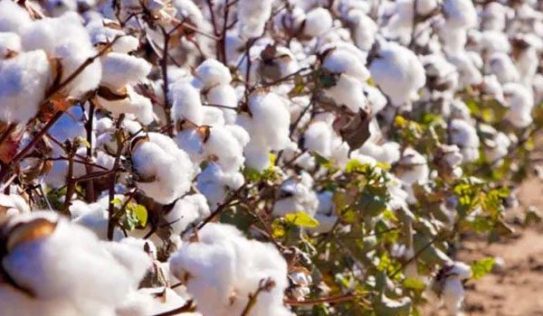 Cotton USA to discuss What’s New in Cotton at PV Paris