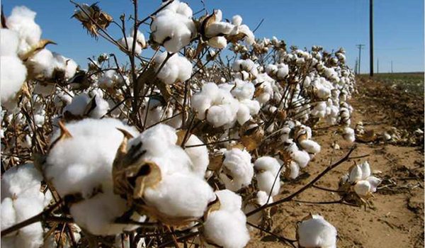 Africa turns largest cotton source for Bangladesh